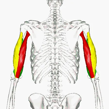 LIVE IN-PERSON 12 CE Hour Trigger Point Therapy & Myofascial Release