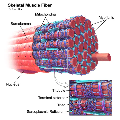 LIVE IN-PERSON 12 CE Hour Trigger Point Therapy & Myofascial Release