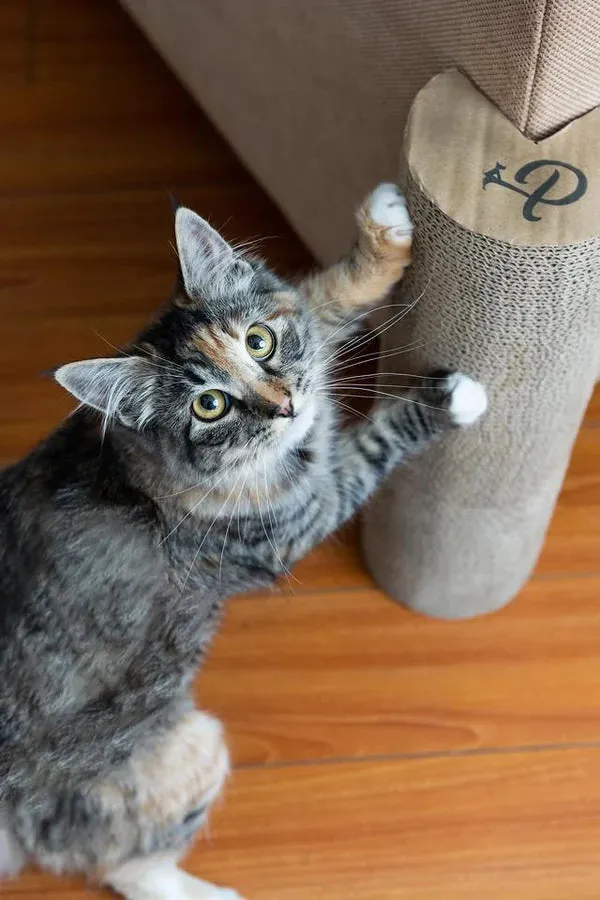 Petique Kitty Corner Post, Cat Scratcher