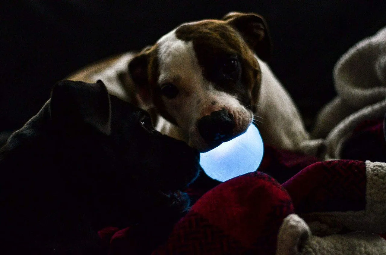 Planet Dog Orbee-Tuff Strobe Ball Light Up Dog Toy