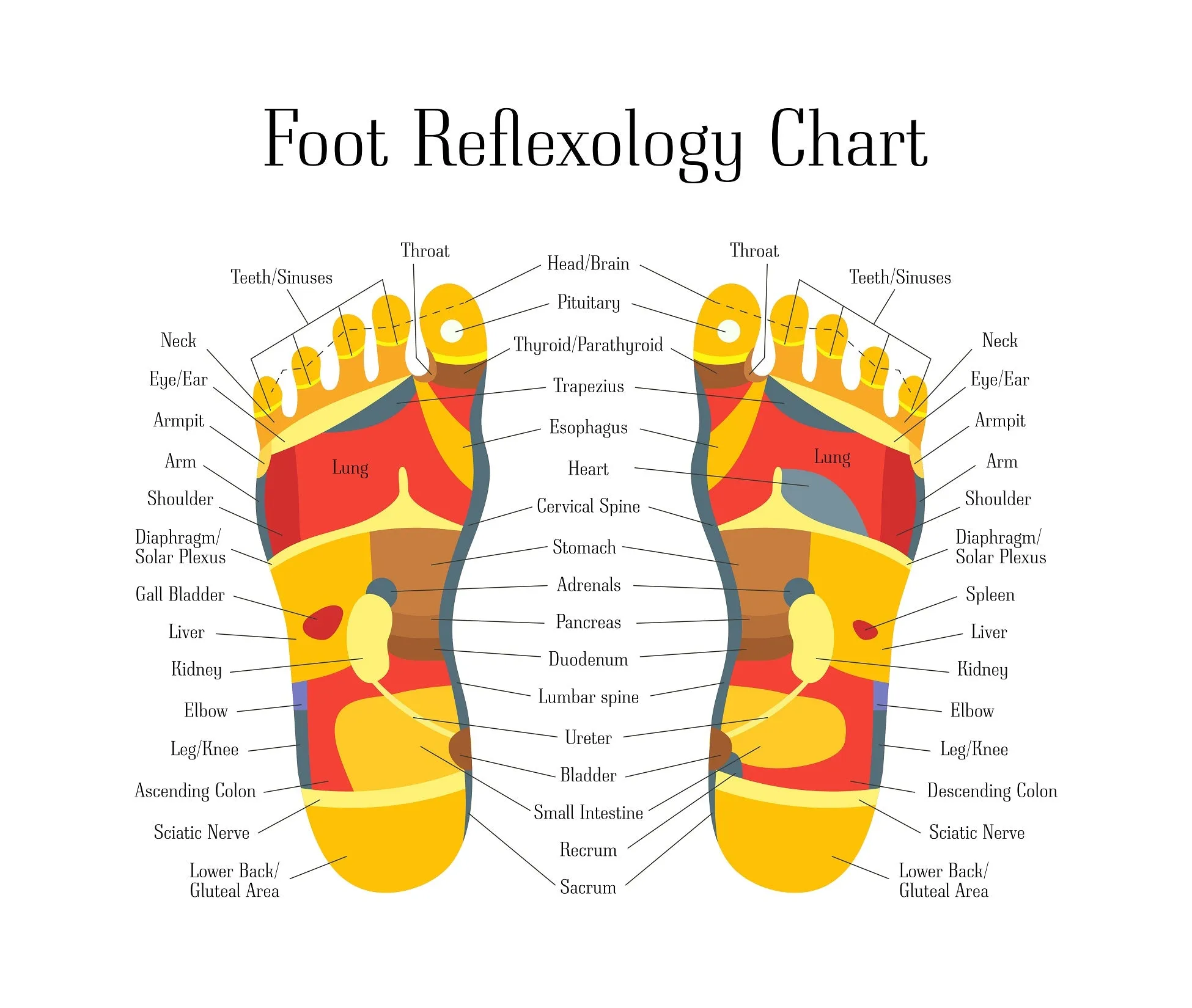 Self-paced Online Home Study 3 CE Hour Introduction to Foot Reflexology