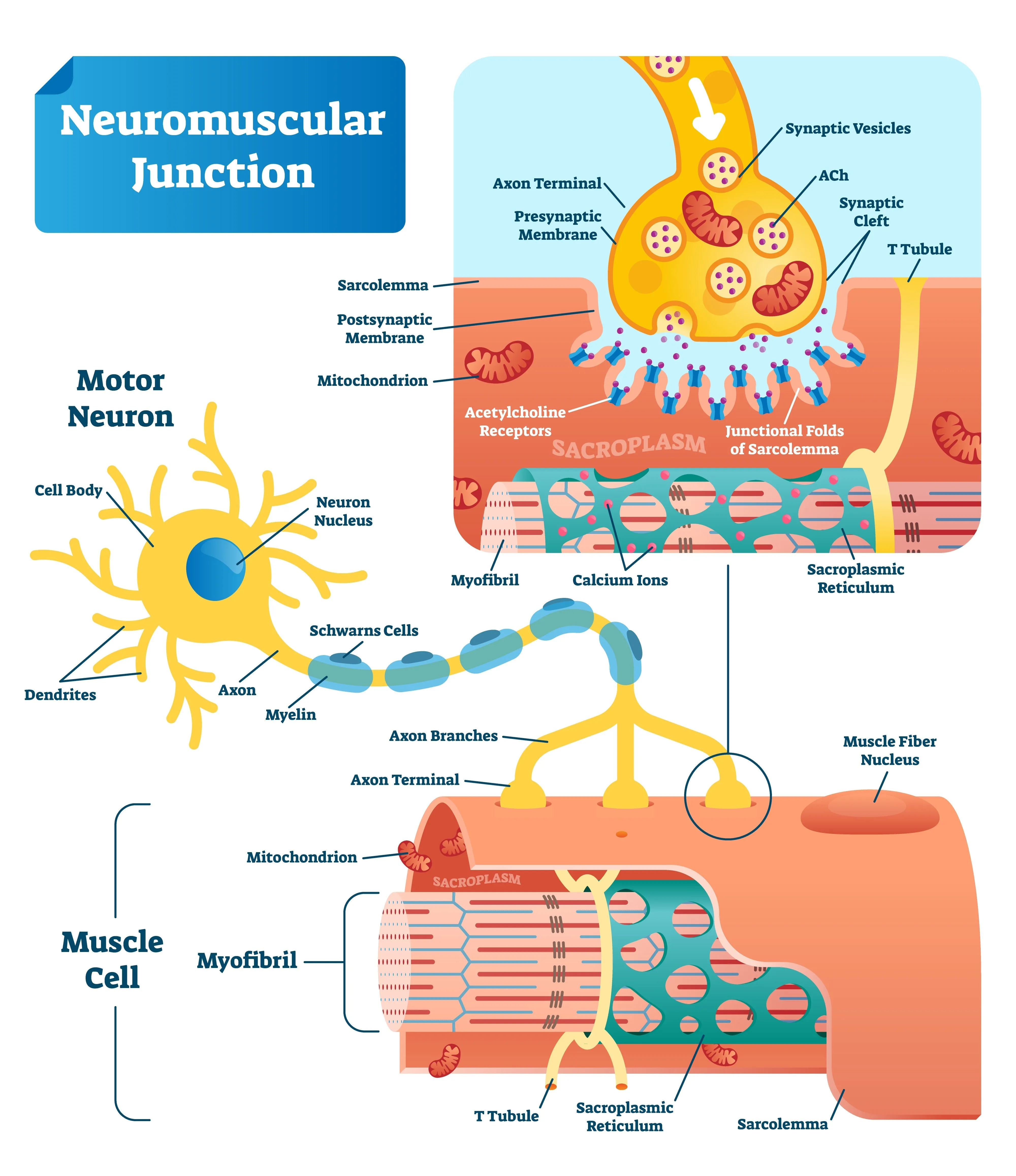 Self-paced Online Home Study 6 CE Hour Neuromuscular Therapy Basics