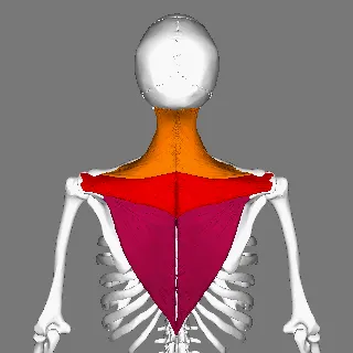 Self-paced Online Home Study 6 CE Hour Trigger Point Therapy