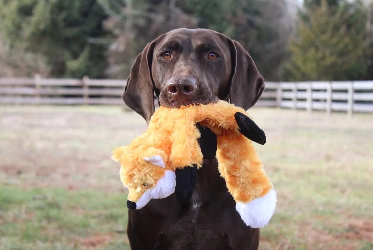 Squeaky Plush Dog Toy: Stuffless Fox